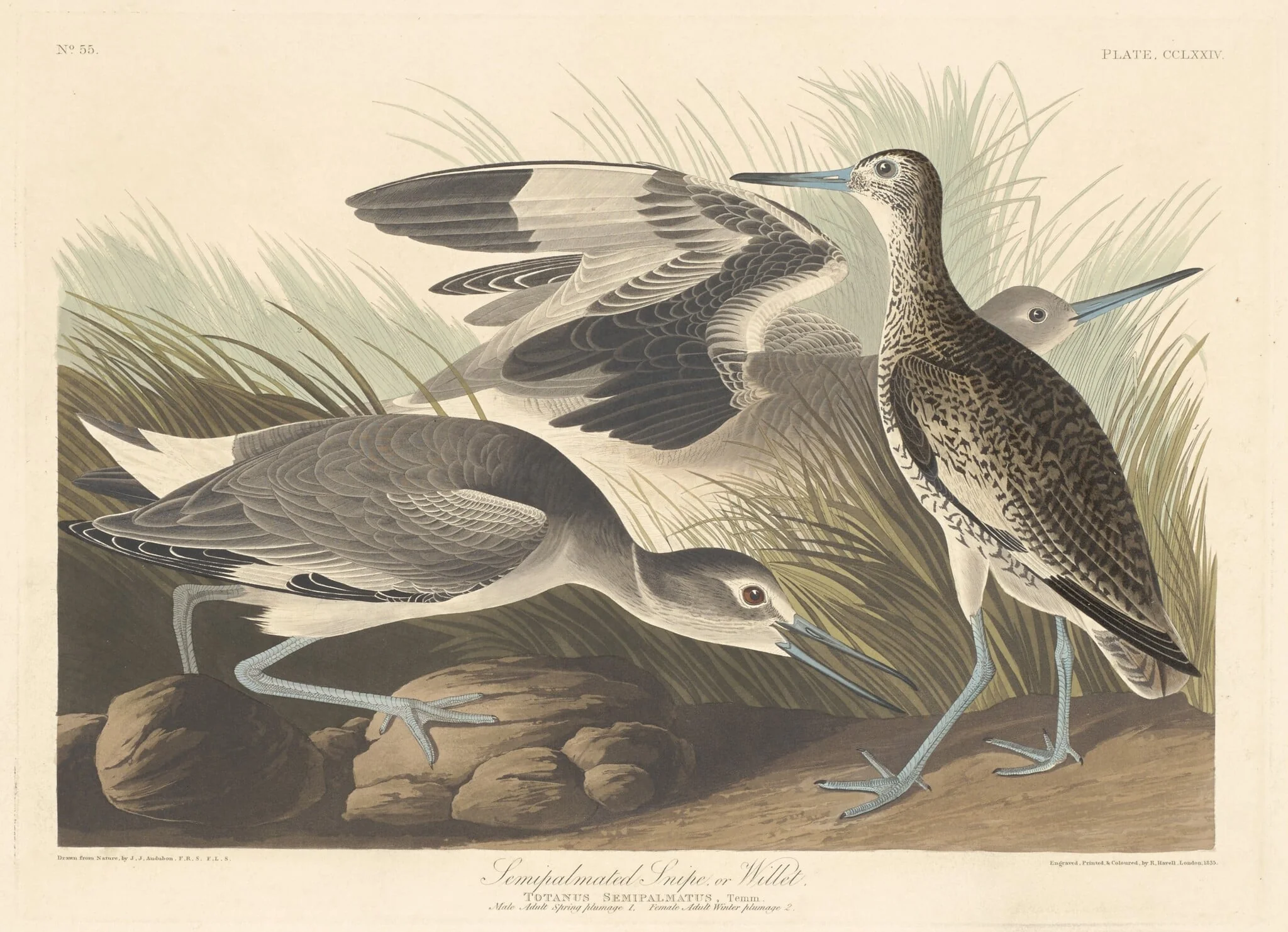 Semi-palmated Snipe or Willet, detail