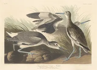Semi-palmated Snipe or Willet, by Havell, Jr., Robert, ink, 1835