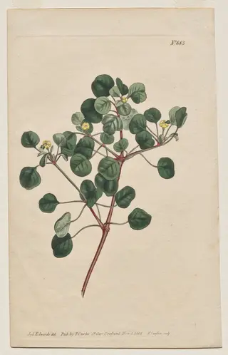 The Botanical Magazine or Flower Garden Displayed: Plate 883, Euphorbia Petiolaris. Long -Stalked Spurge, by Francis Sansom