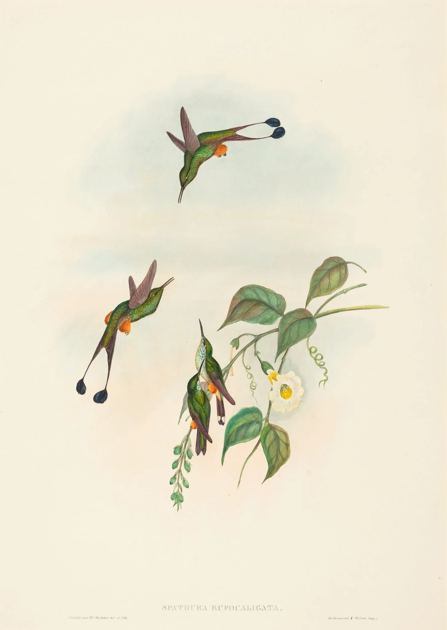 Spathura rufocaligata (Red-booted Racket-Tail), detail