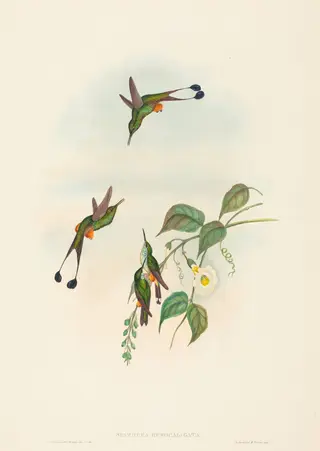 Spathura rufocaligata (Red-booted Racket-Tail), by John Gould, ink, 1842