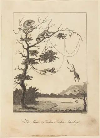 The Mecoo & Kisbee Kishee Monkeys, by William Blake, ink, 1793