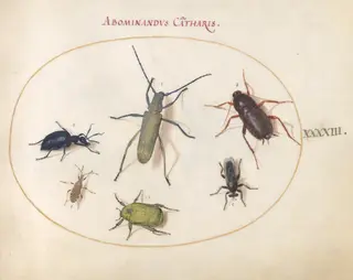 Plate 43: Musk Beetle, Oil Beetle, Tansy Beetle(?), Cockroach, Leaf-Footed Bug, and Other Insects, by Joris Hoefnagel, gouache, 1594
