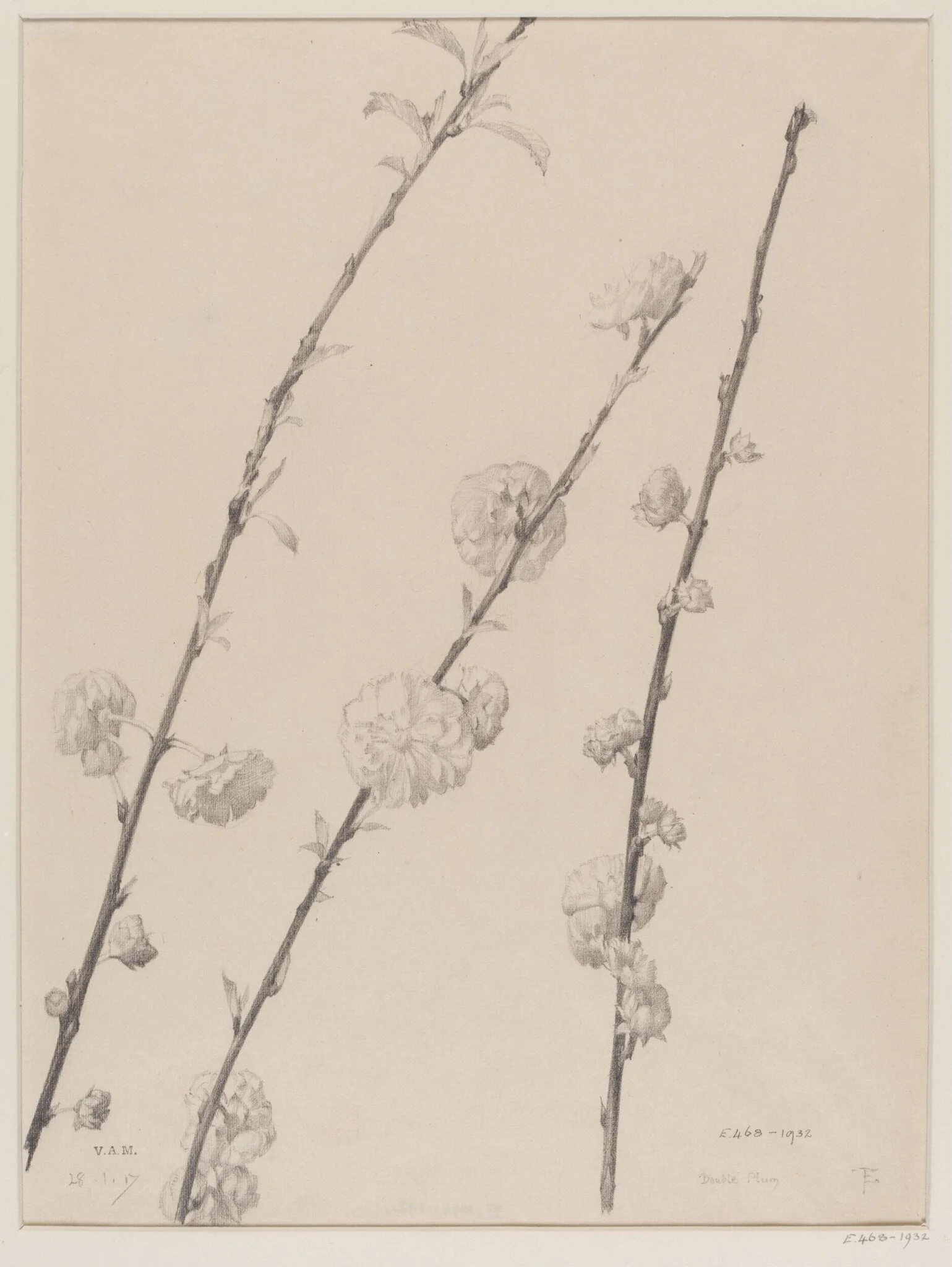Double Plum, detail