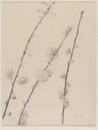 Double Plum, by Edward Ingram Taylor, 28