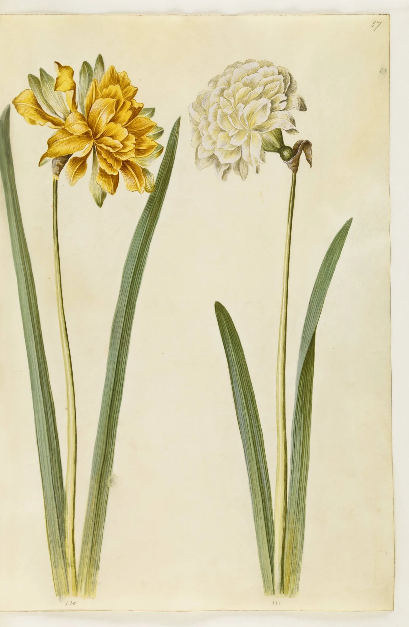 Narcissus pseudonarcissus (påskelilje), detail