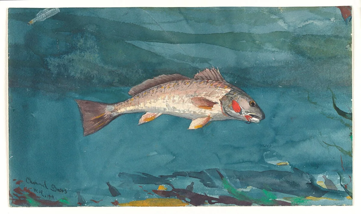 Channel Bass, detail