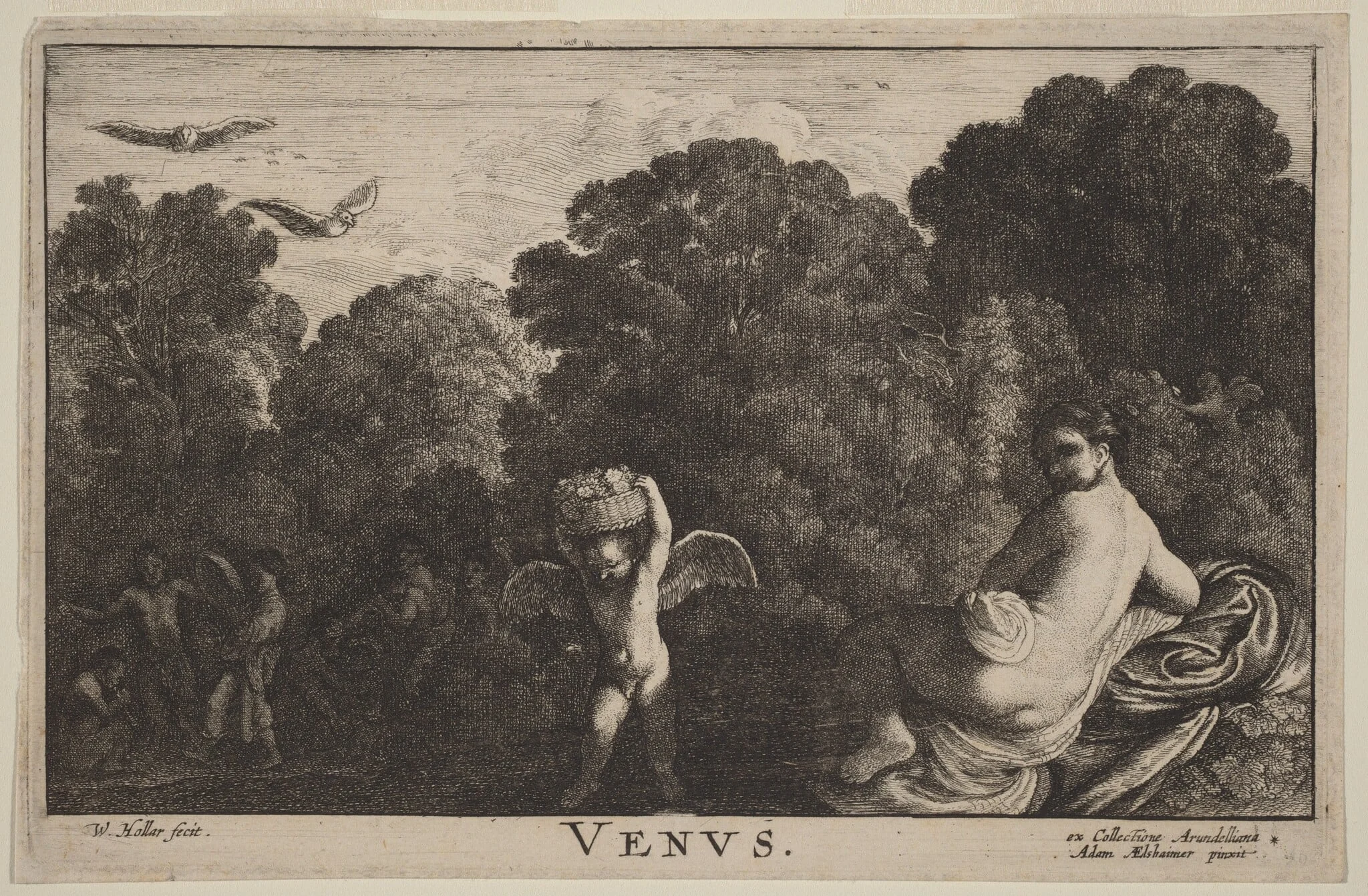Venus, detail