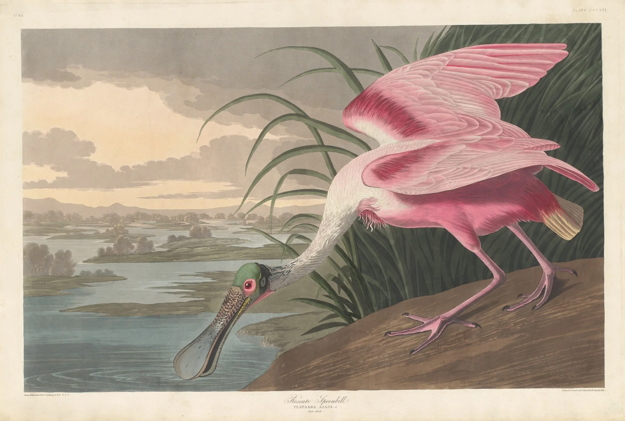 Roseate Spoonbill, detail