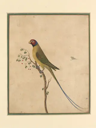 A parakeet, by Bahadur Lal II, paint, 1880