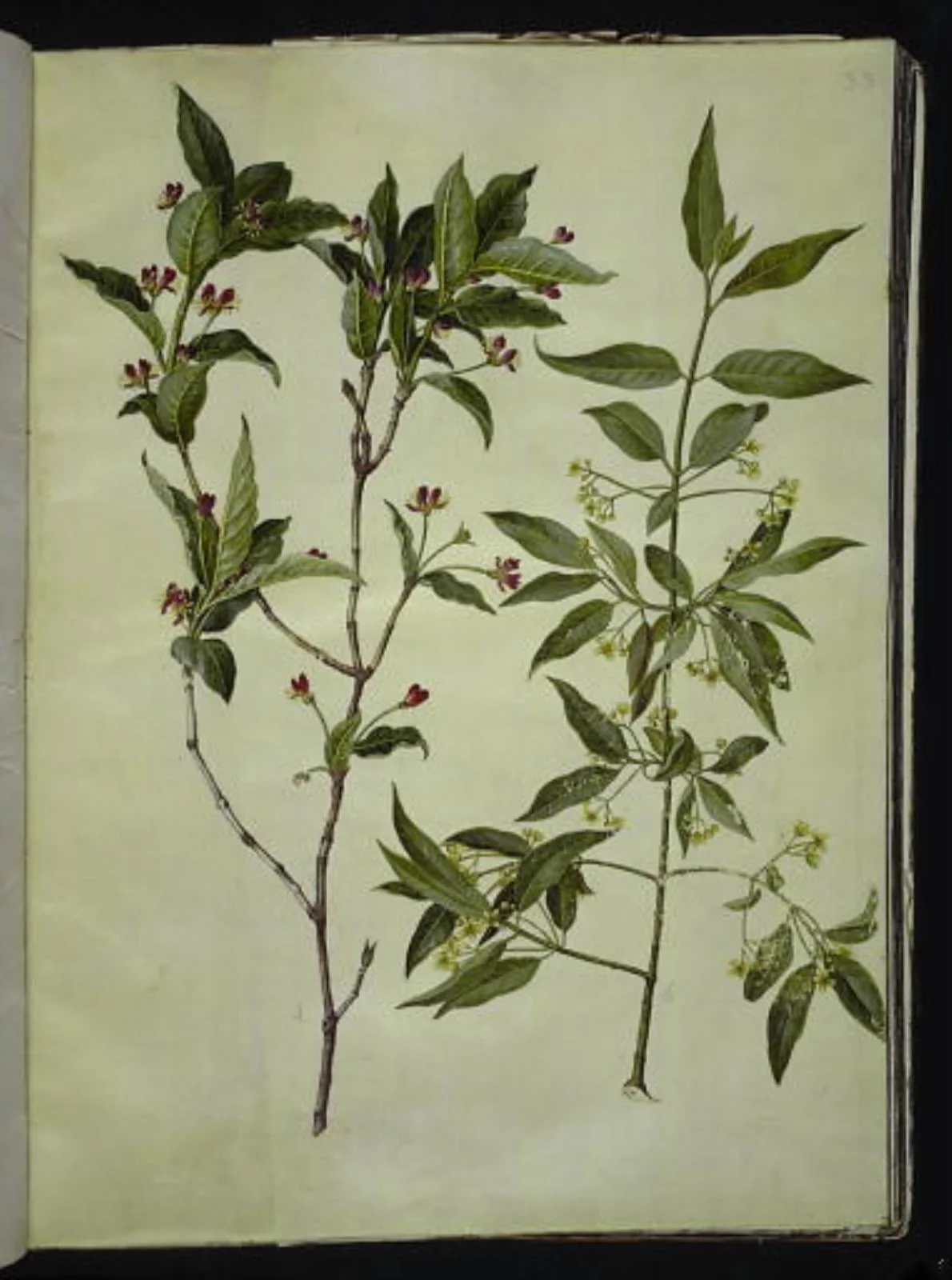 Lonicera alpigena (alpe-gedeblad); Euonymus europaeus (almindelig benved), detail