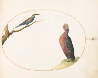 Plate 40: European Bee-Eater and Exotic Chicken, by Joris Hoefnagel, gouache, 1594