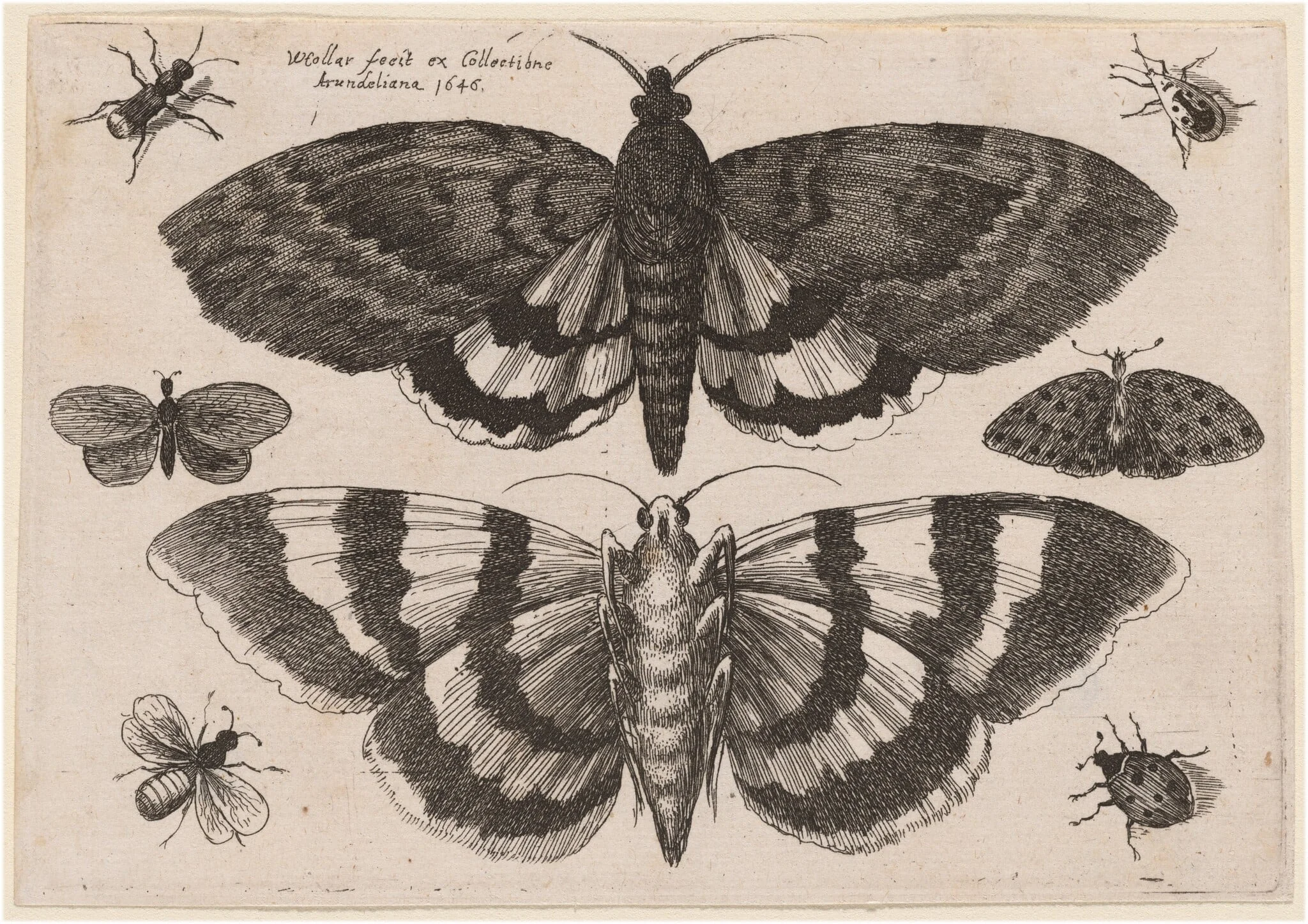 Two Moths and Six Insects, detail