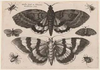 Two Moths and Six Insects, by Wenceslaus Hollar, ink, 1646