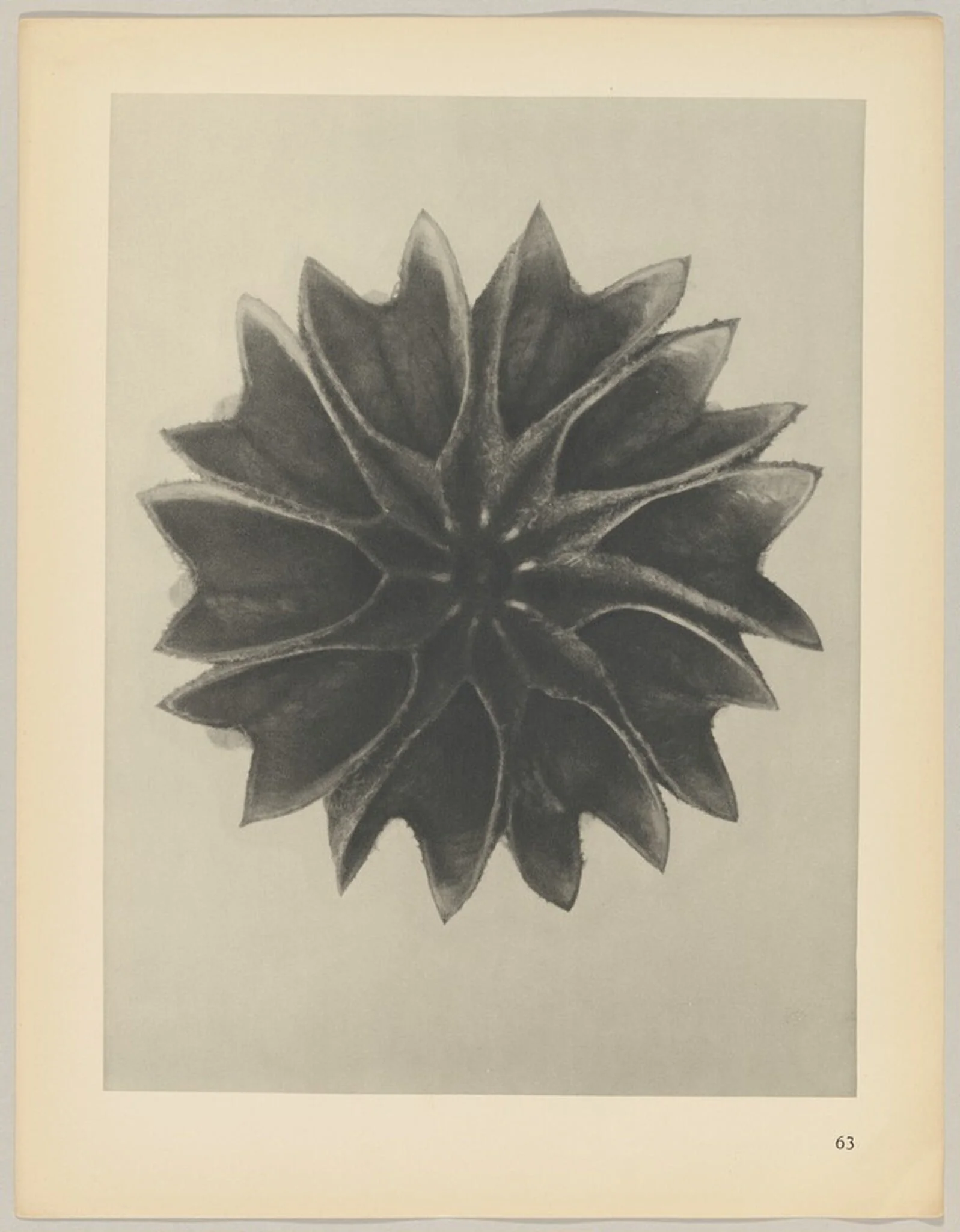 Abutilon, detail