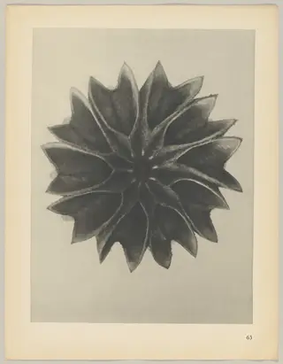 Abutilon, by Karl Blossfeldt, 1928