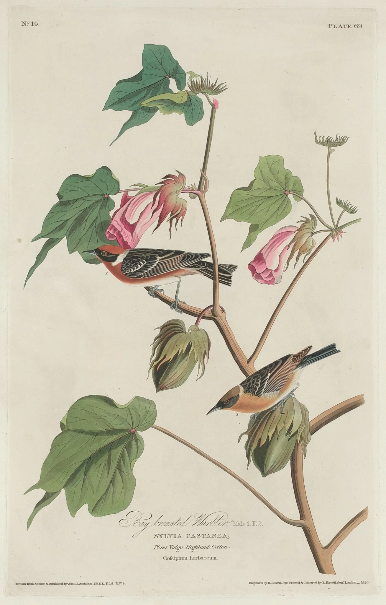 Bay-breasted Warbler, detail