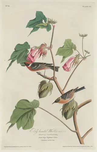 Bay-breasted Warbler, by Havell, Jr., Robert, ink, 1829