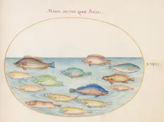 Plate 28: Sea Bream(?) and Other Fish, by Joris Hoefnagel, gouache, 1594