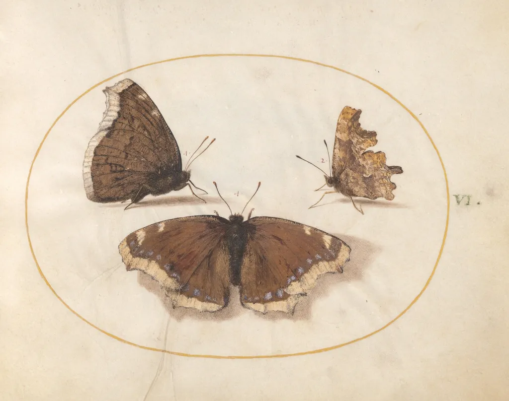 Plate 6: Two Views of a Mourning Cloak (Camberwell Beauty) Butterfly with a Comma Butterfly, by Joris Hoefnagel, gouache, 1594