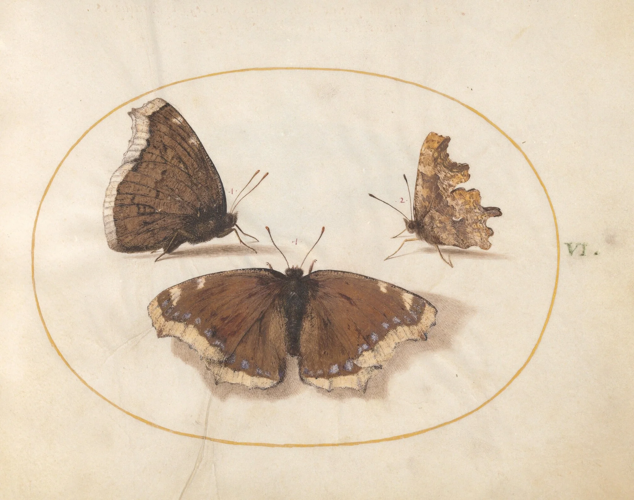 Plate 6: Two Views of a Mourning Cloak (Camberwell Beauty) Butterfly with a Comma Butterfly, detail