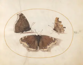 Plate 6: Two Views of a Mourning Cloak (Camberwell Beauty) Butterfly with a Comma Butterfly, by Joris Hoefnagel, gouache, 1594