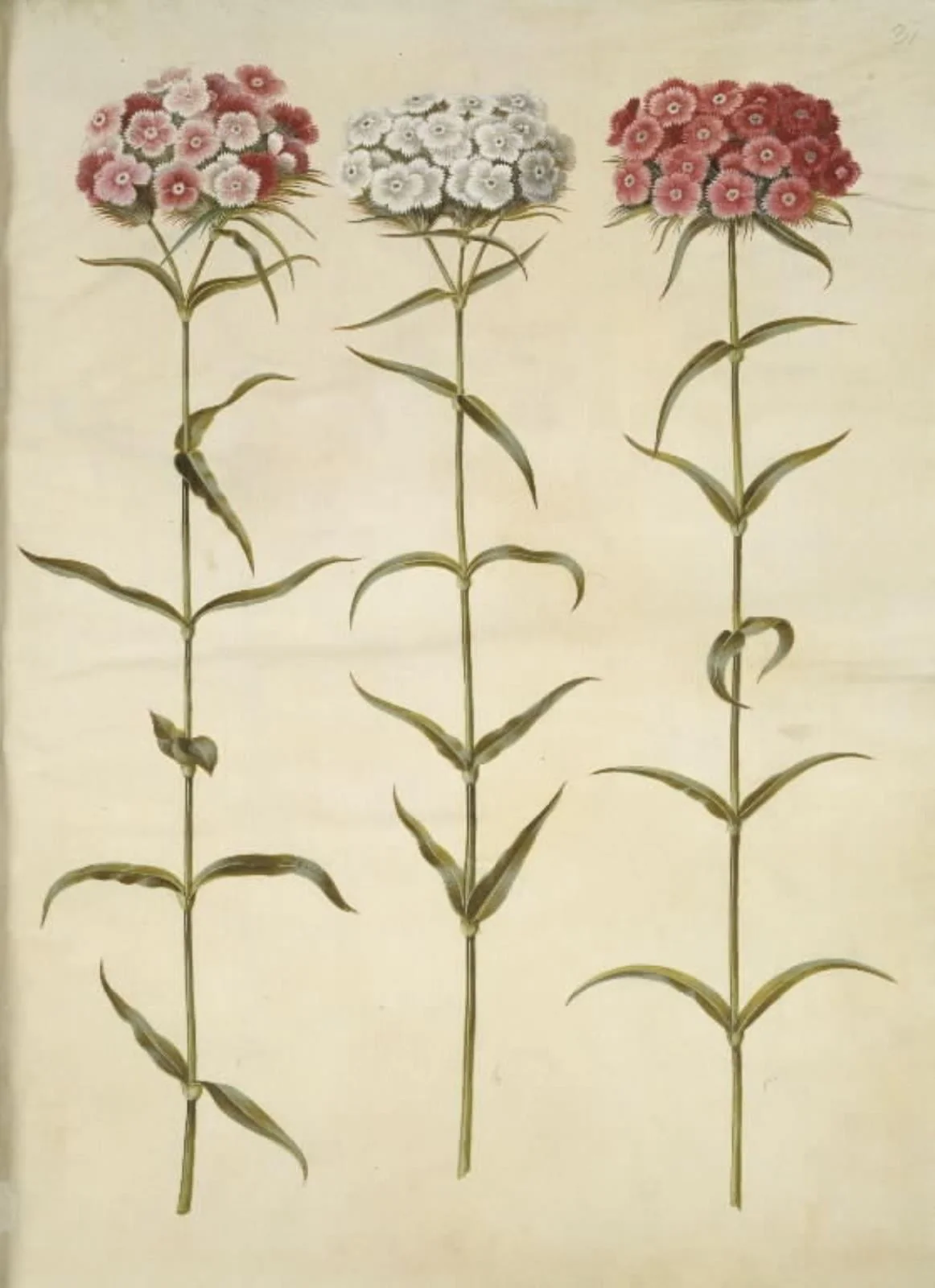 Dianthus barbatus (studenter-nellike), detail