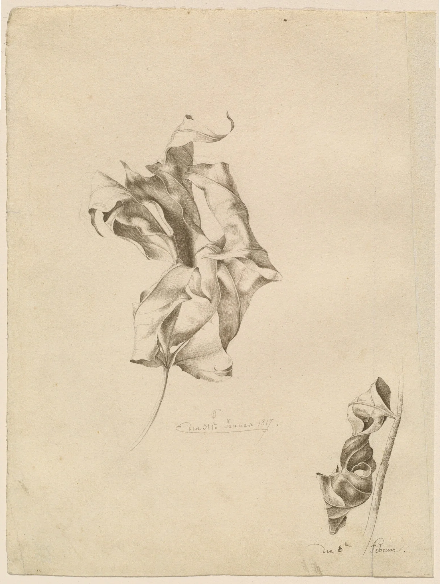 Shriveled Leaves, detail