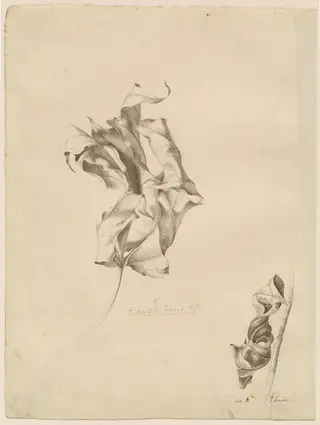Shriveled Leaves, by Friedrich Olivier, ink, 1817