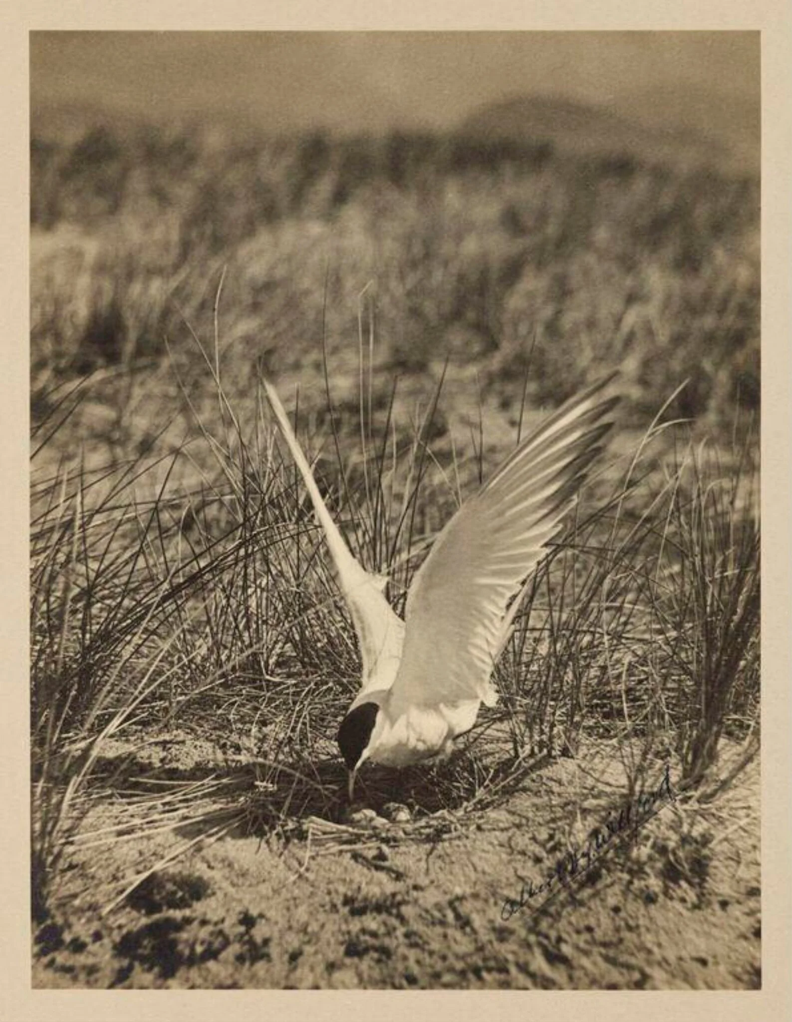 Common Tern, detail