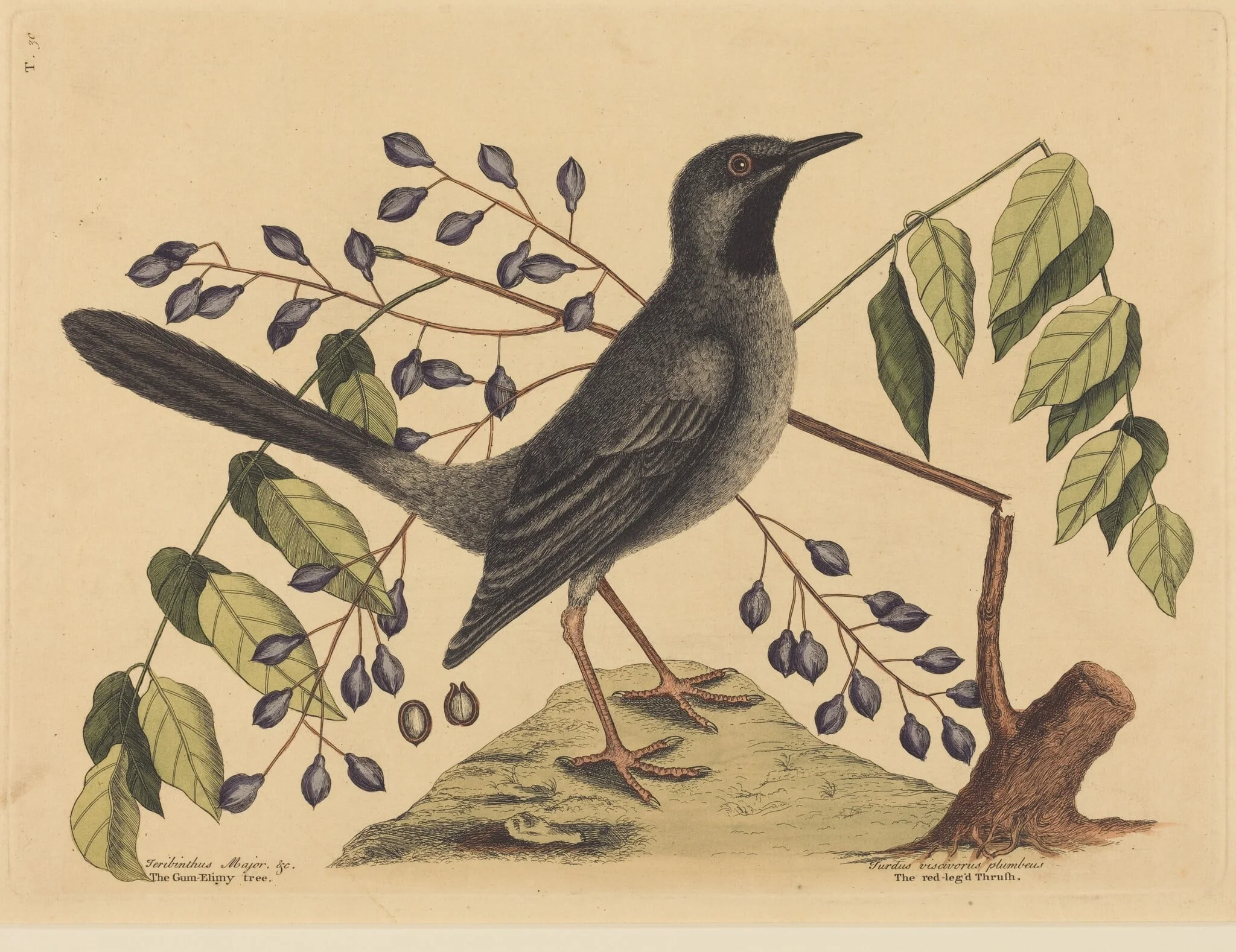 The Red Legged Thrush (Turdus plumbeus), detail
