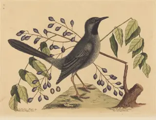 The Red Legged Thrush (Turdus plumbeus), by Mark Catesby, ink, 1737