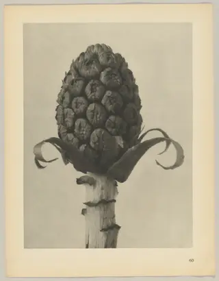 Petasites officinalis, by Karl Blossfeldt, 1928