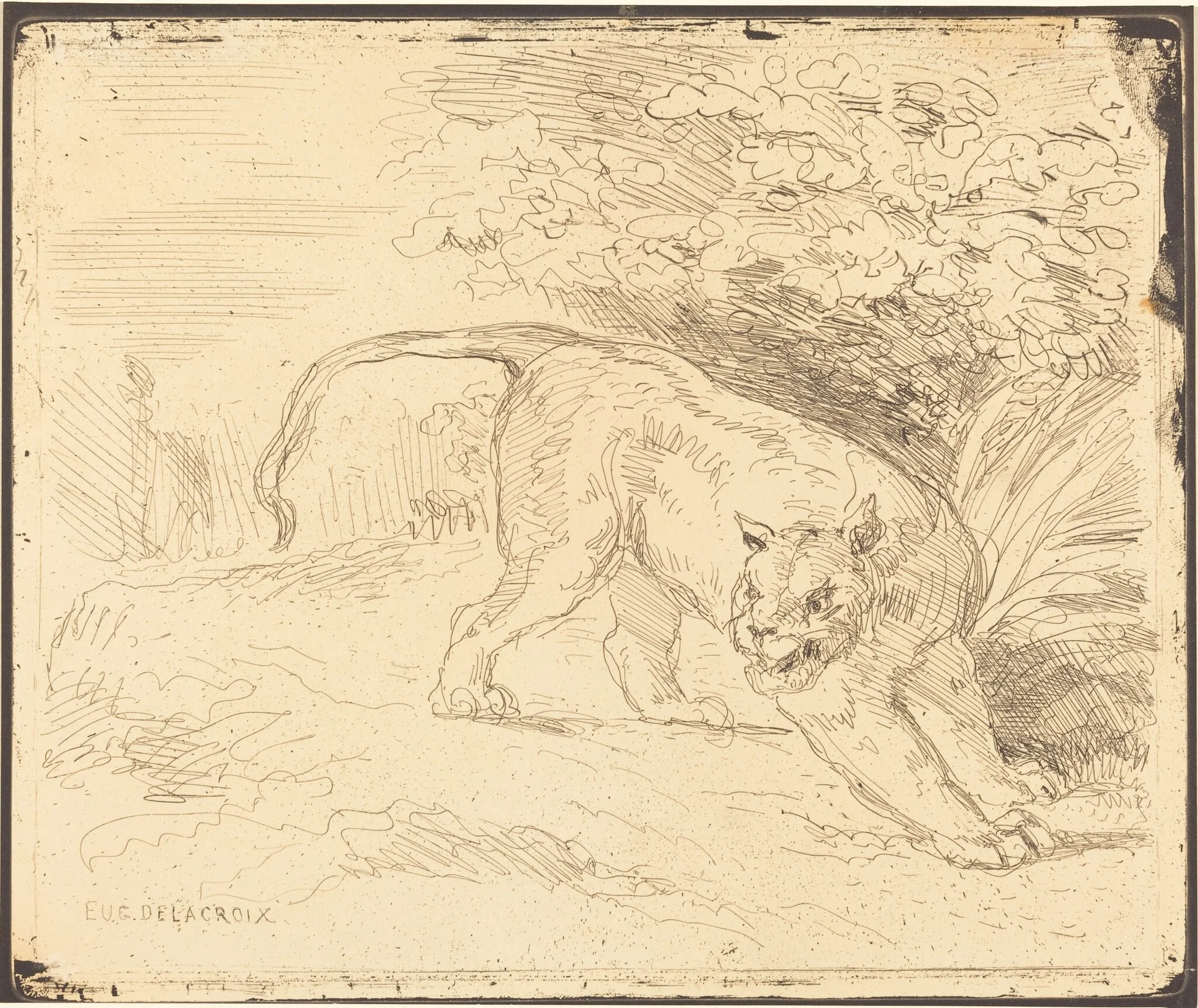 Tigre en arrêt, detail