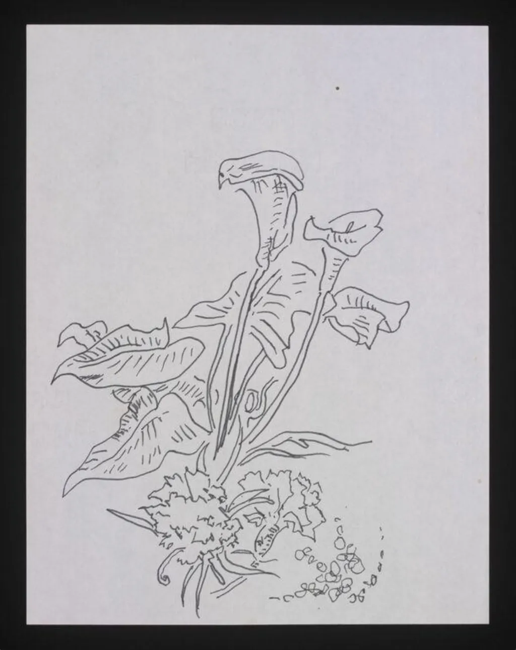 Drawing, by Cecil Beaton, 1950