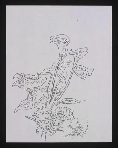 Drawing, by Cecil Beaton