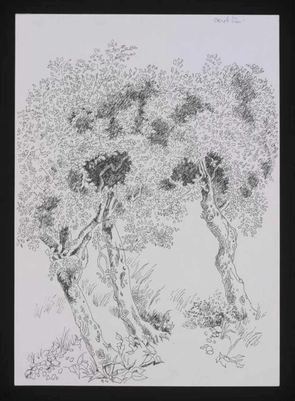 Drawing of Trees, by Cecil Beaton, 1950