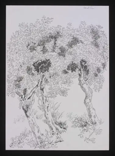 Drawing of Trees, by Cecil Beaton