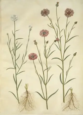 Centaurea cyanus (kornblomst), 1654