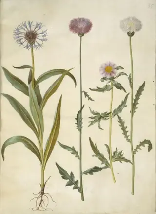 Centaurea montana (bjerg-knopurt); Amberboa moschata (duft-sultan), 1654