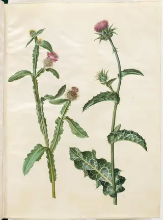 Centaurea seridis; Silybum marianum (almindelig marietidsel)