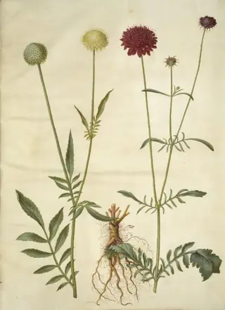 Cephalaria leucantha (hvid skælhoved); Scabiosa atropurpurea (enkeblomst), 1654
