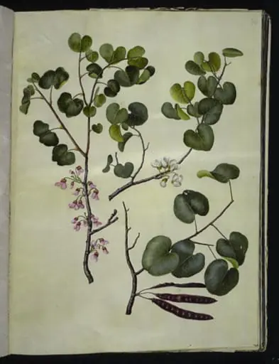 Cercis siliquastrum (almindelig judastræ)