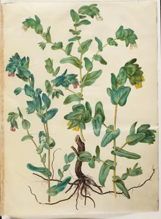 Cerinthe major (stor voksurt)