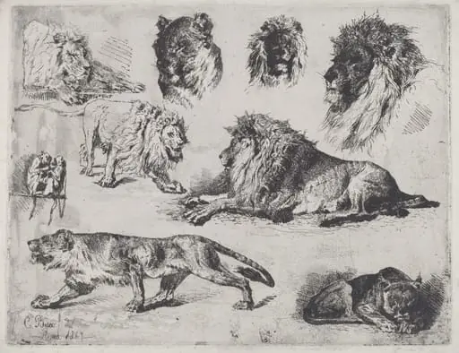 Study of Lions, by Cesare Biseo