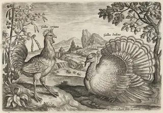 Horned Cock and Turkey, by Adriaen Collaert, ink, 1600