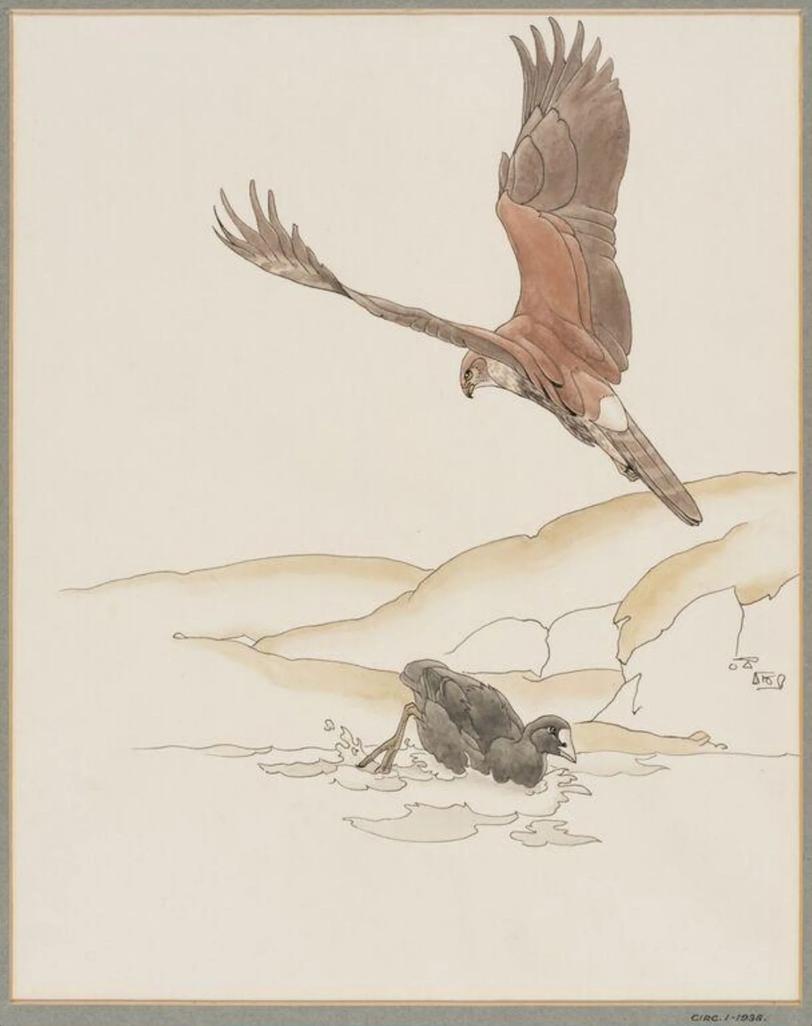 Montagu's Harrier and Boot, detail