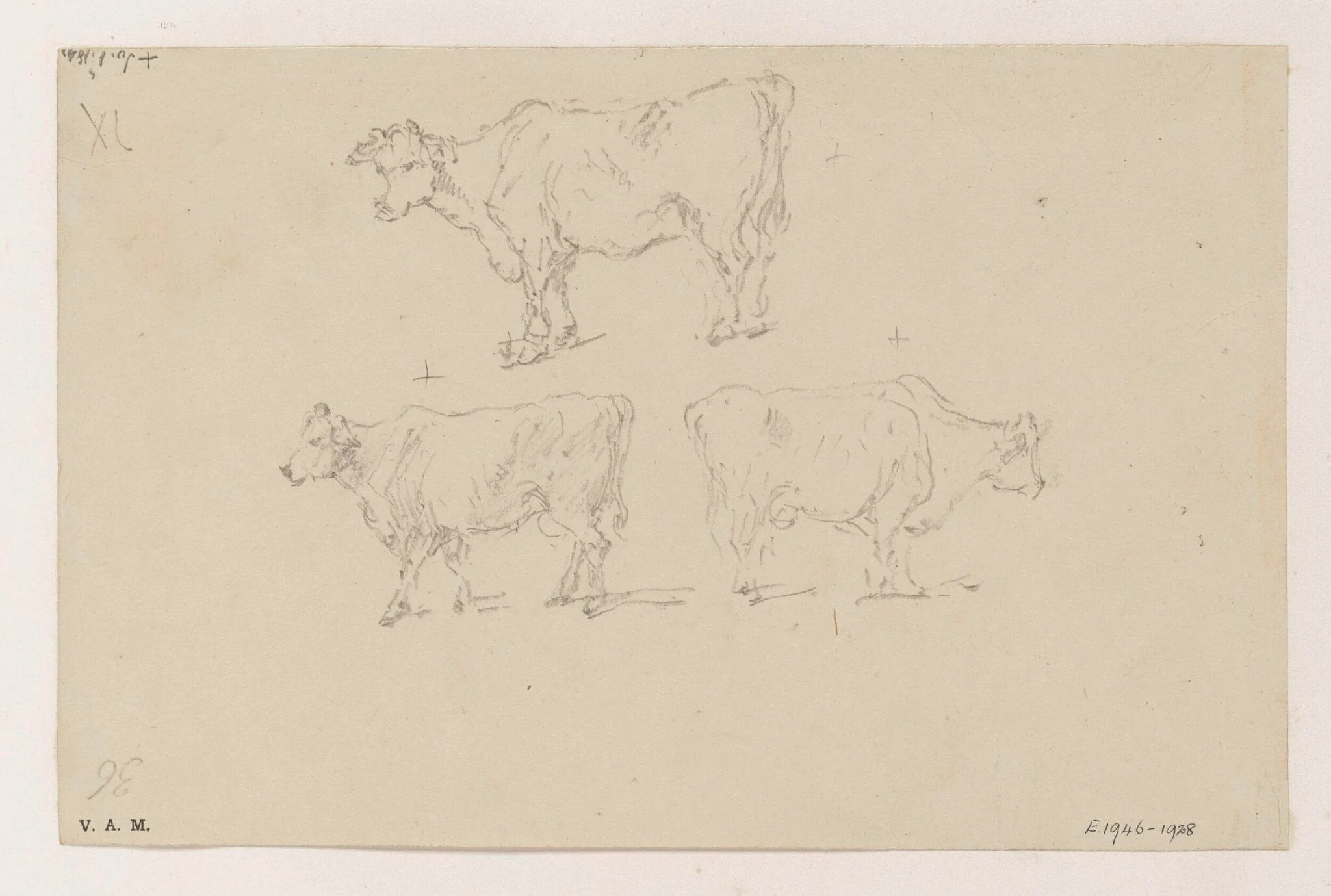 Three cows, detail
