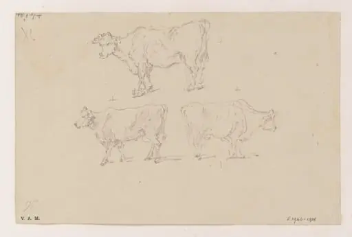 Three cows, by George Chinnery, 4