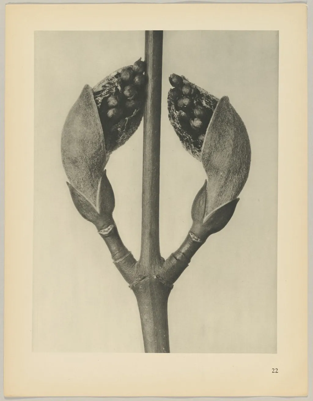 Acer rufinerve, by Karl Blossfeldt, 1928